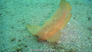 leave fish , muck diving by Helen Hansen 